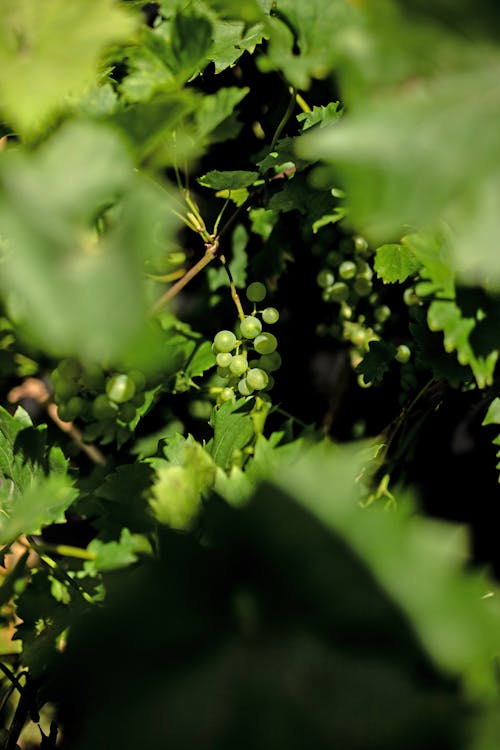 Immature White Grapes on the Vine