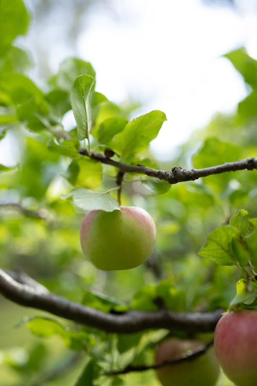 Green Apple on Tree