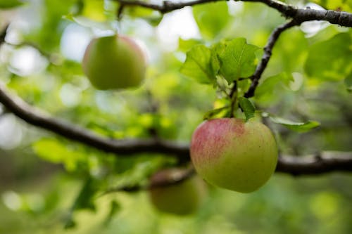 Green Apple on Branch