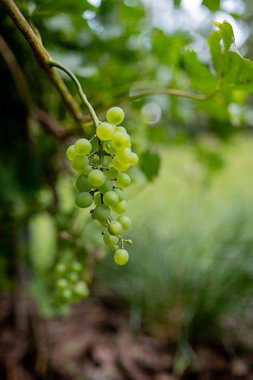 Bunch of White Grapes on the Vine