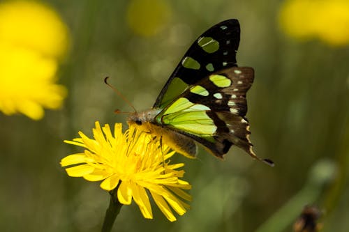 Gratis lagerfoto af dyr, graphium macleayanus, gul blomst