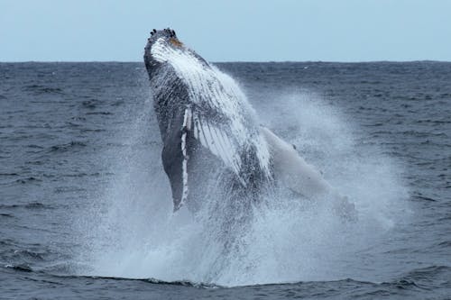 Humpback Whale Doing Backflip