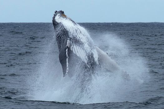 A stunning shot of a humpback whale breaching off the coast of Sydney, Australia.