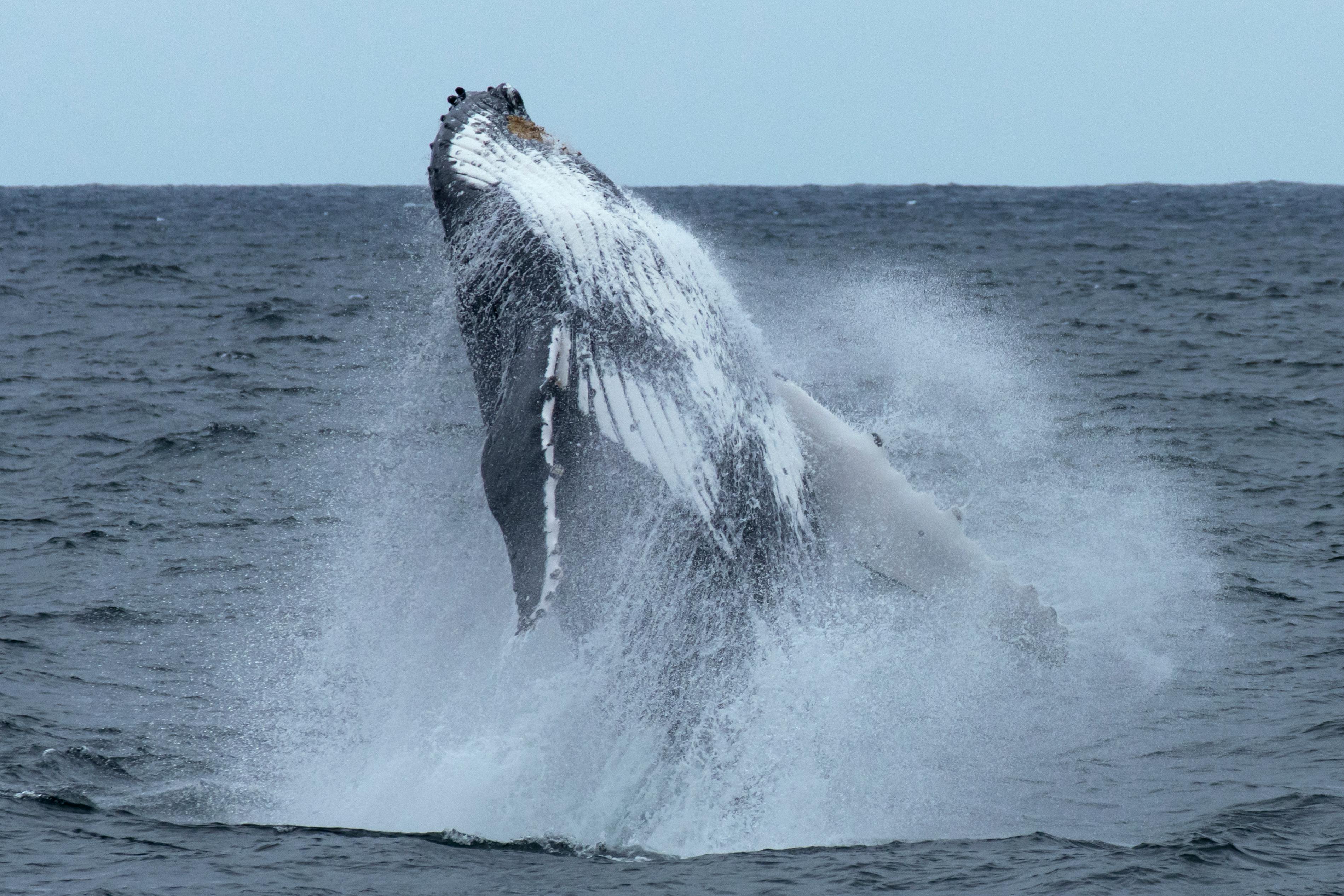 Breaching Humpback Whale 写真 Humpback Whale Breaching #16 by Science Photo Library