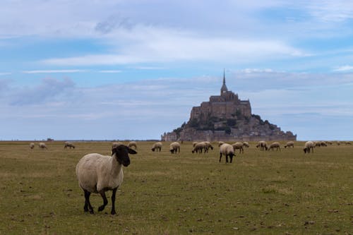 Mont Saint Michel behind Sheep on Pasture