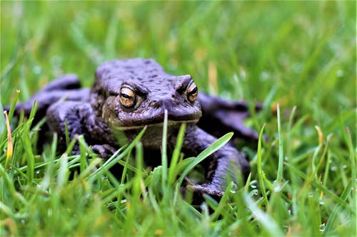 Free stock photo of amphibian, animal, animal lover