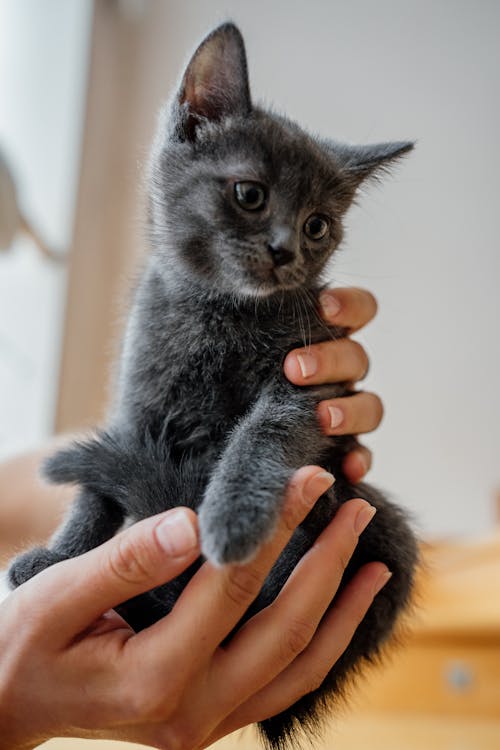 A Person Holding a Kitten 