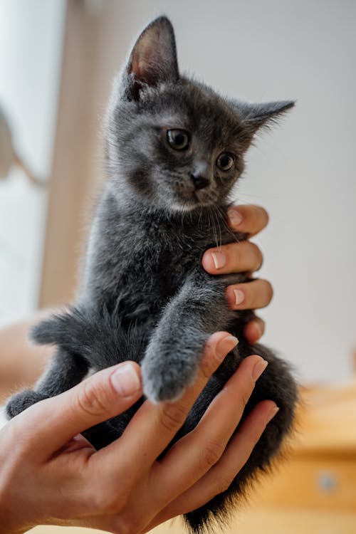 Imagine de stoc gratuită din adorabil, animal de casă, domestic