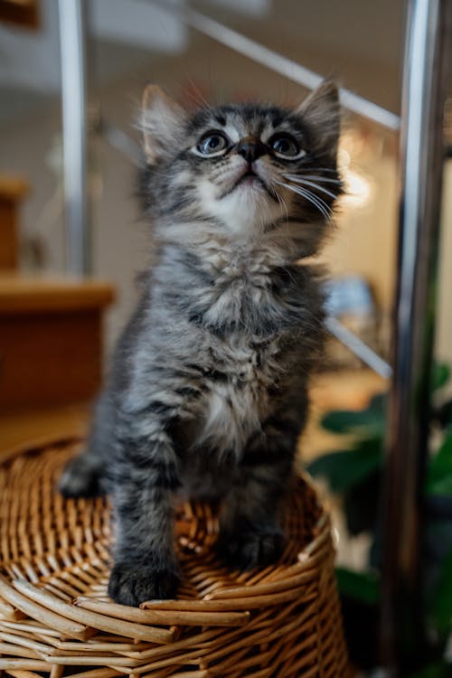 A Kitten Sitting on a Basket 