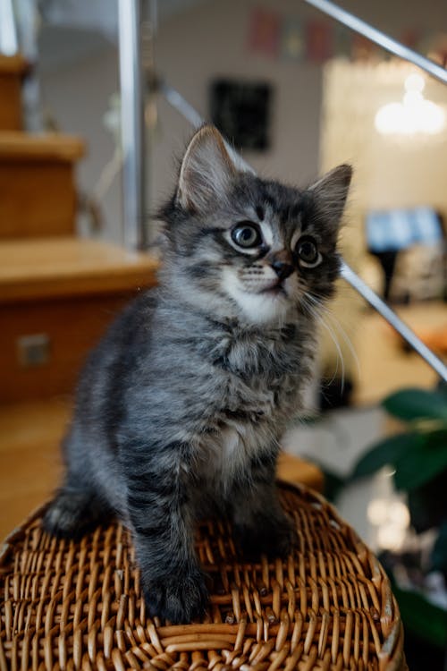 A Kitten Sitting on a Basket 