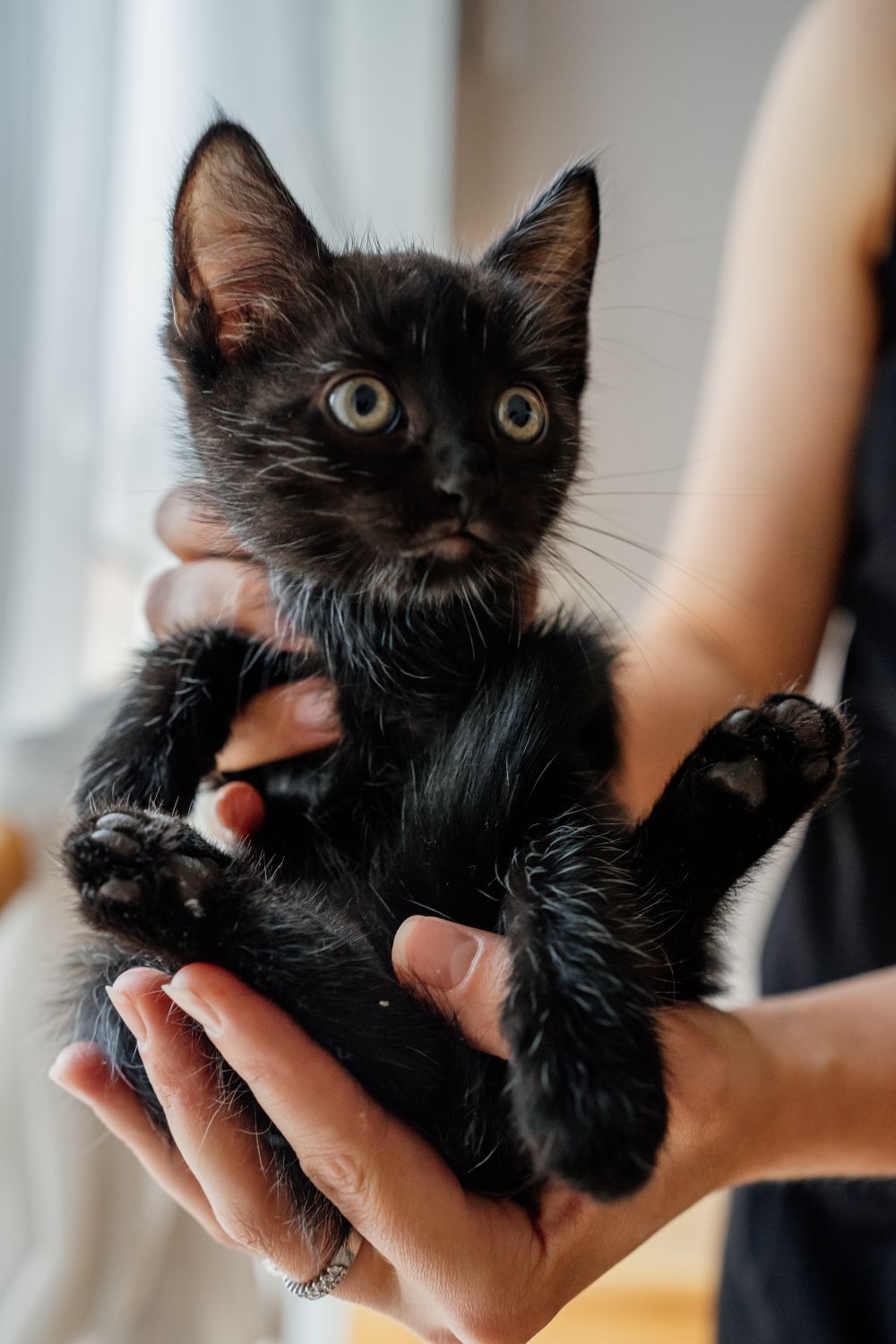 Hands gently holding a small black kitten