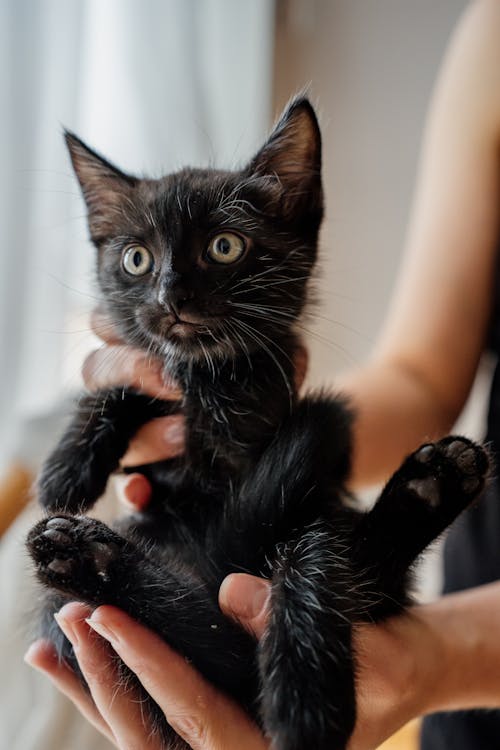 Adorable Black Kitten