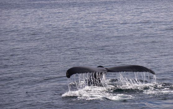 Humpback whale boat (summer) — Greenland