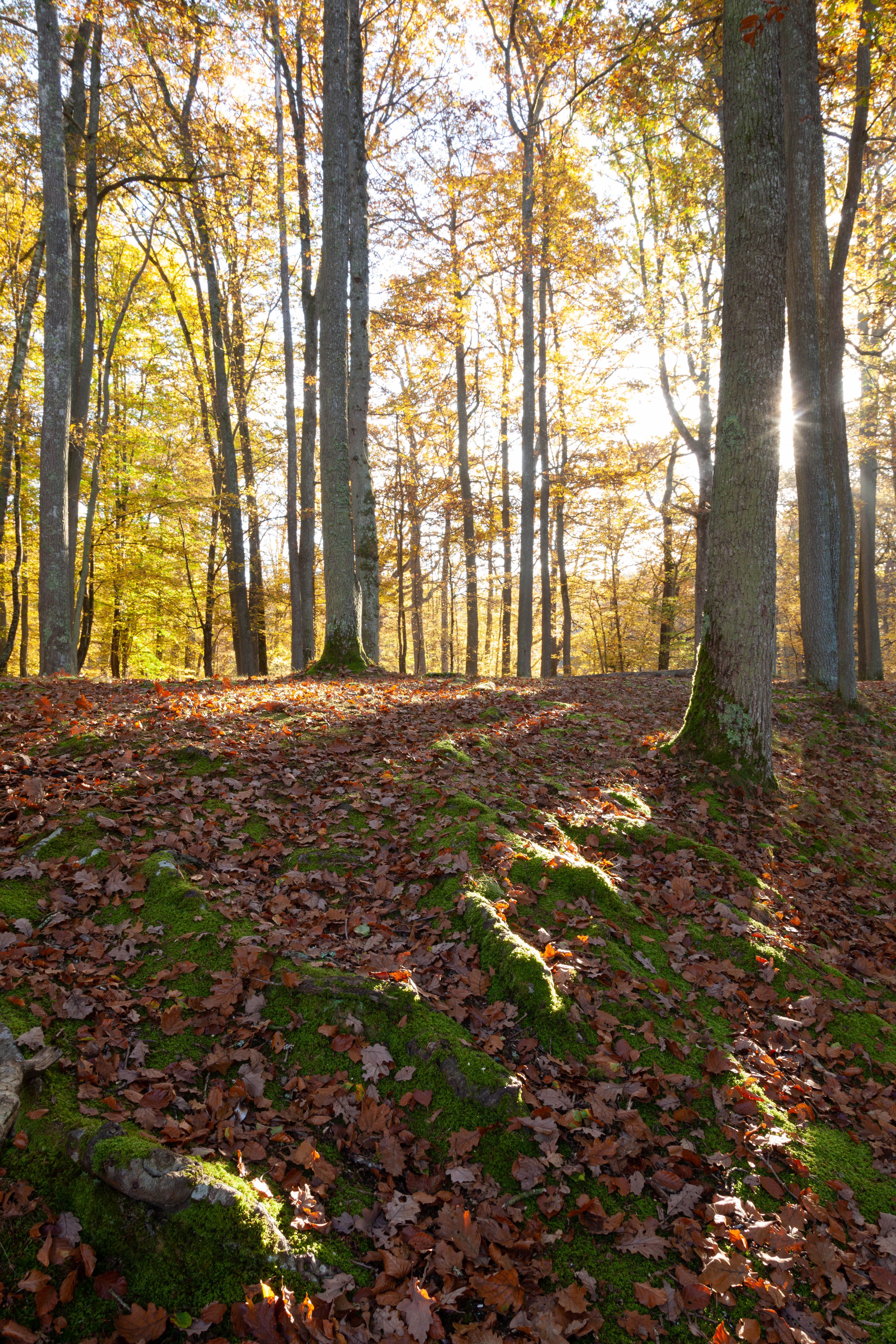A forest with trees and leaves on the ground · Free Stock Photo