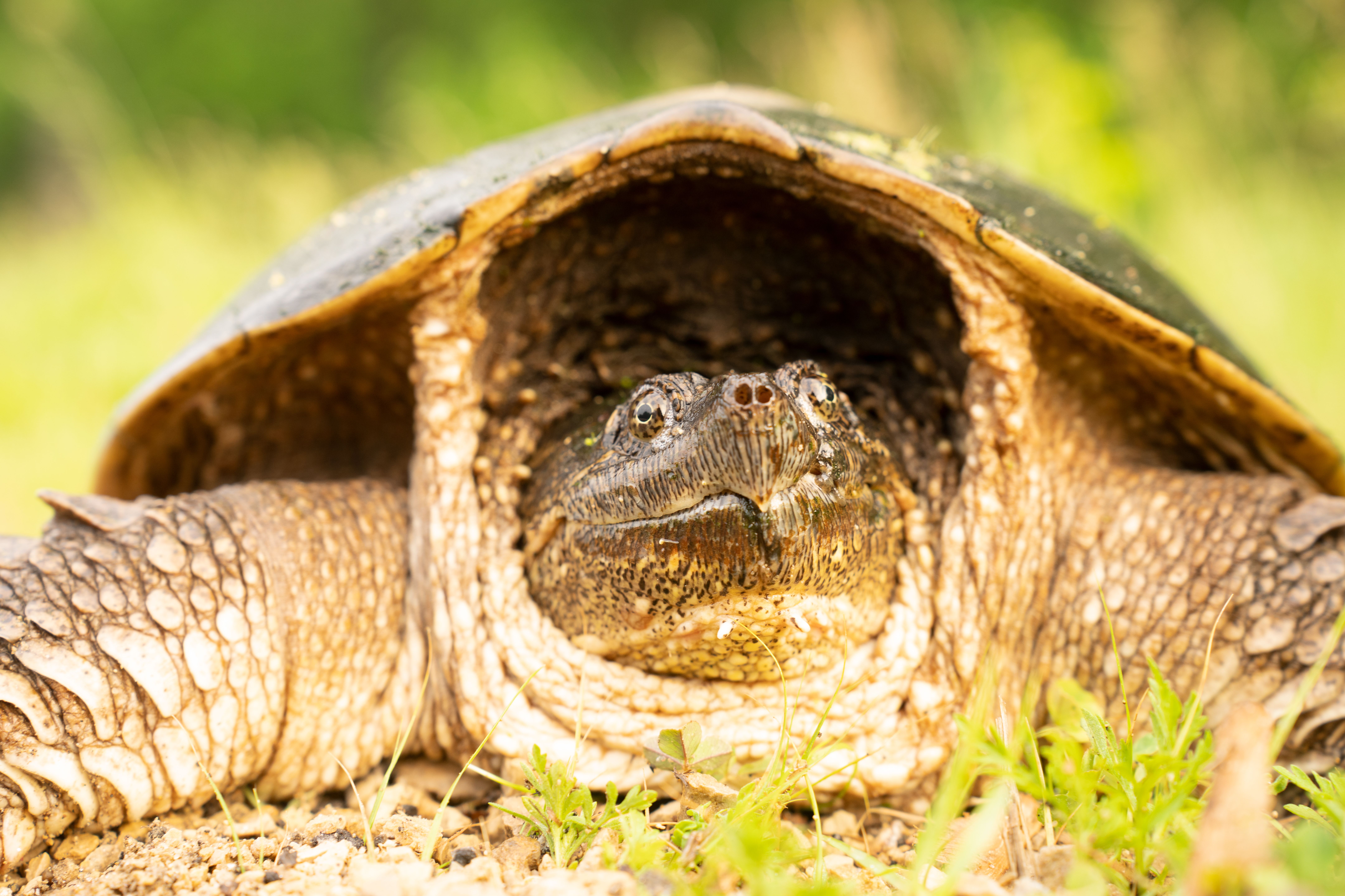 A detailed close-up of a common snapping turtle (Chelydra serpentina) in a natural setting.