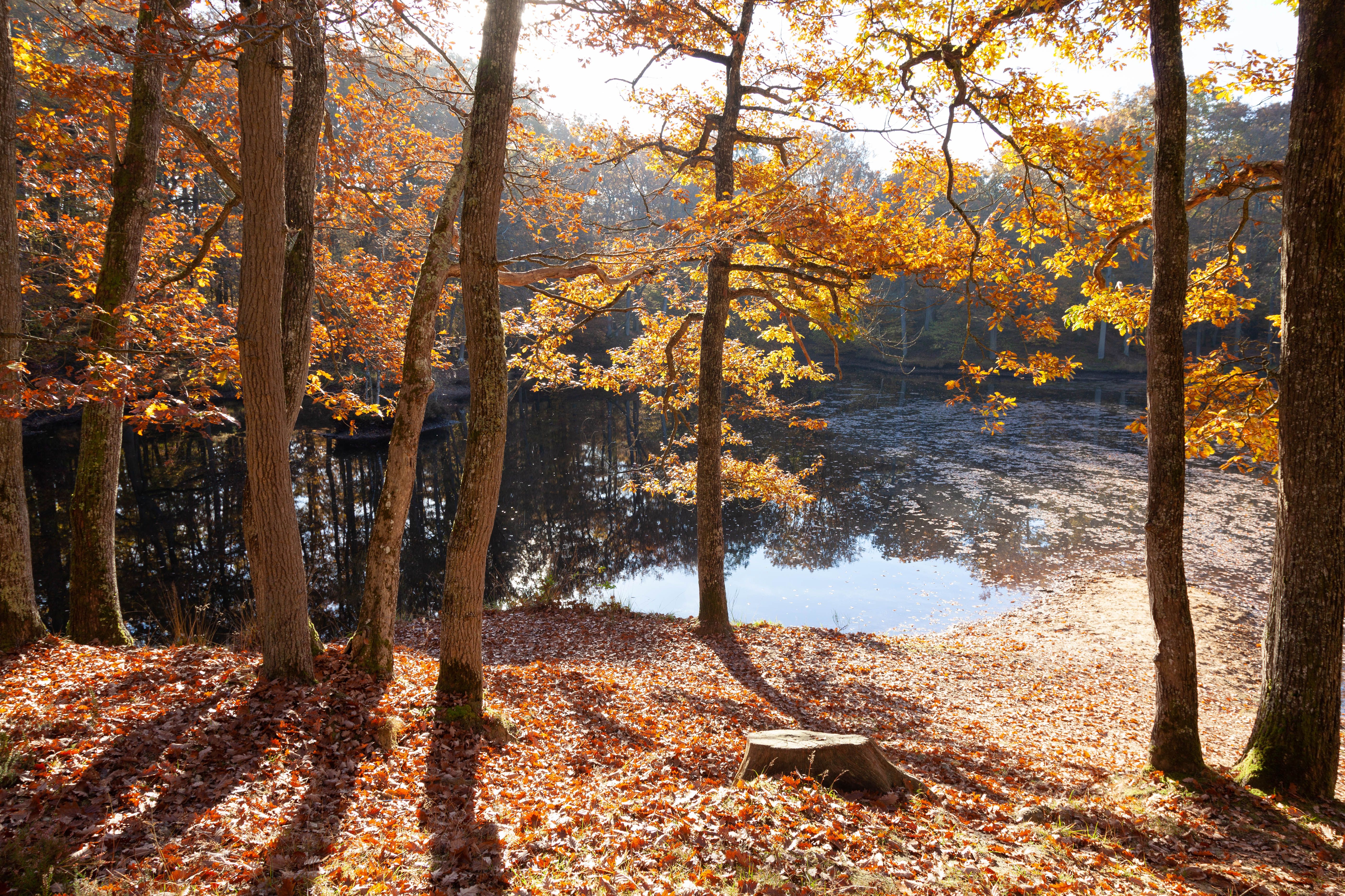 Forêt de Fontainebleau