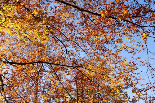 Бесплатное стоковое фото с ветви, желтый, листья