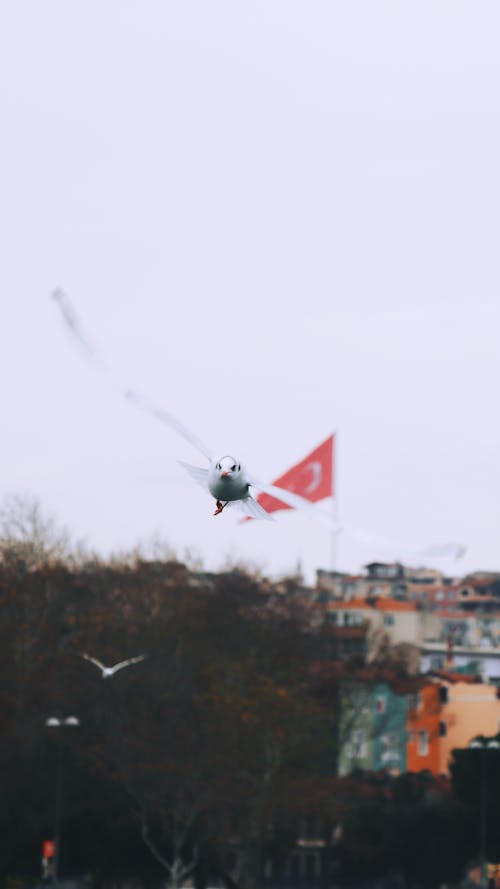 動物攝影, 土耳其的旗幟, 垂直拍攝 的 免費圖庫相片