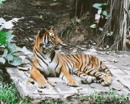 Majestic Tiger Reposing