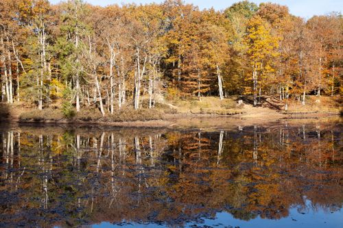 Free Vibrant autumn trees reflected in a serene lake at Rambouillet Forest, France. Stock Photo