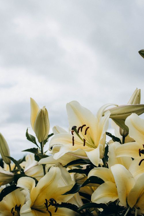 Free A serene image of white lilies in full bloom against a cloudy sky, symbolizing purity and peace. Stock Photo