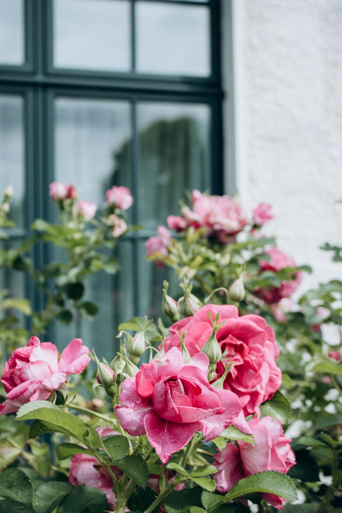 Vibrant pink roses in full bloom next to a home window, evoking elegance and nature. Stock Photo.
