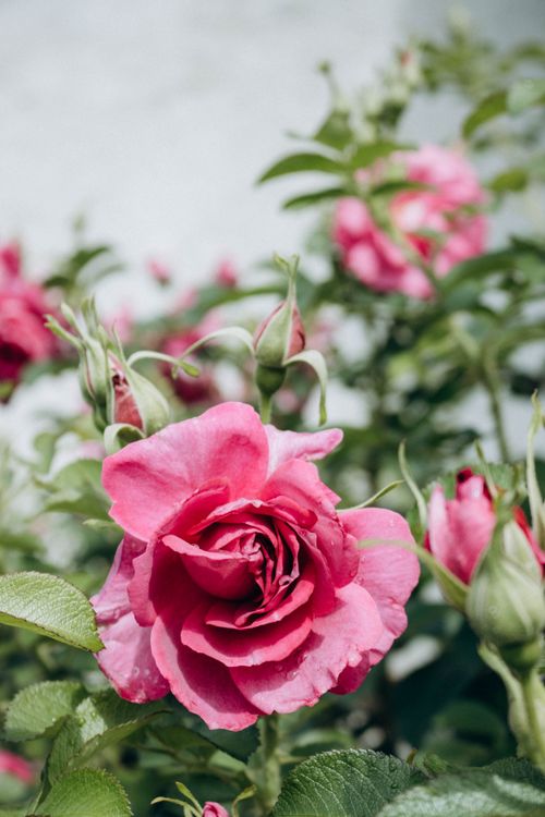 Free Close-up of vibrant pink roses in a lush garden setting, showcasing nature's beauty. Stock Photo