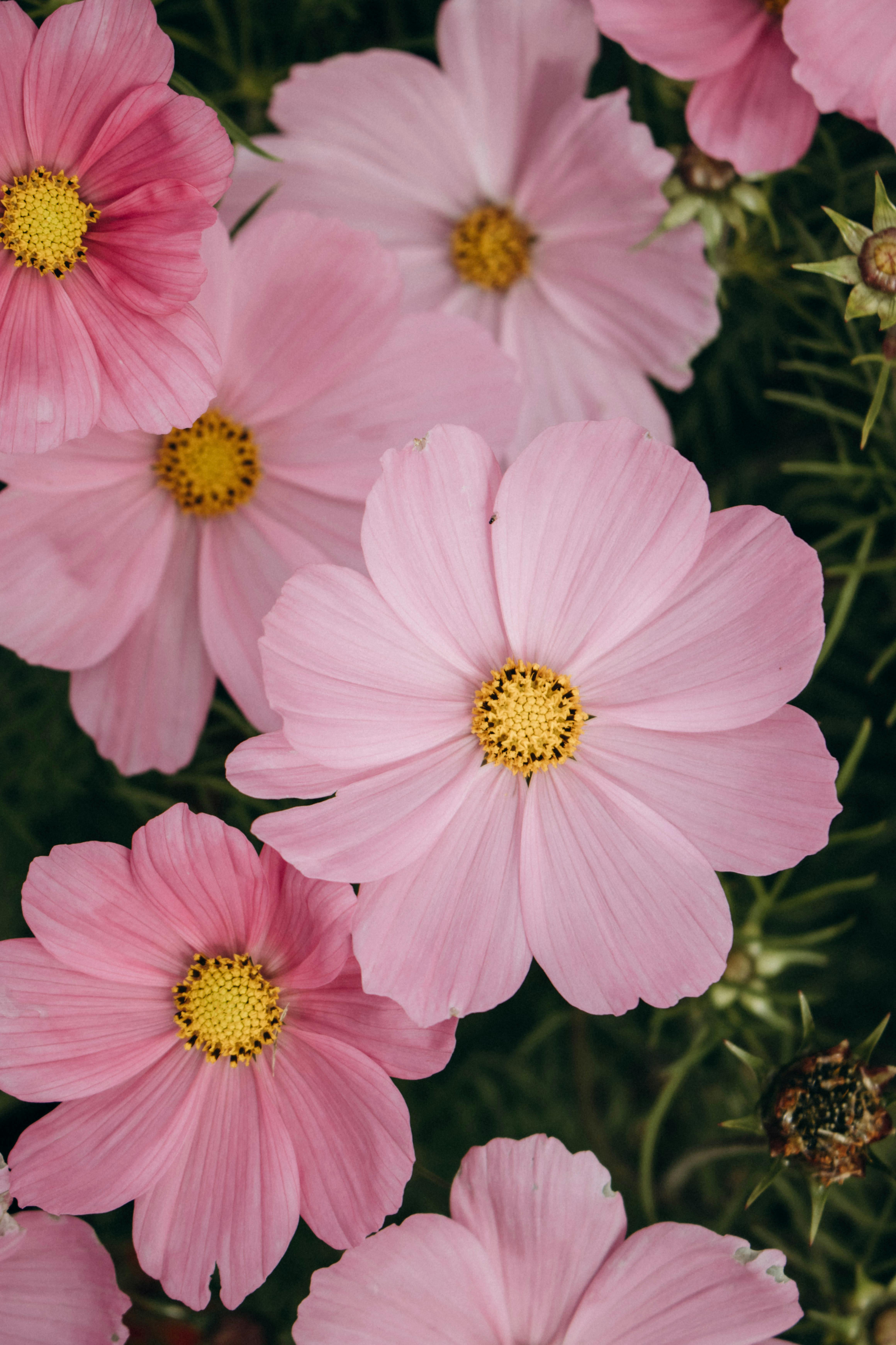 Vibrant pink cosmos flowers in full bloom captured up close with lush green foliage.