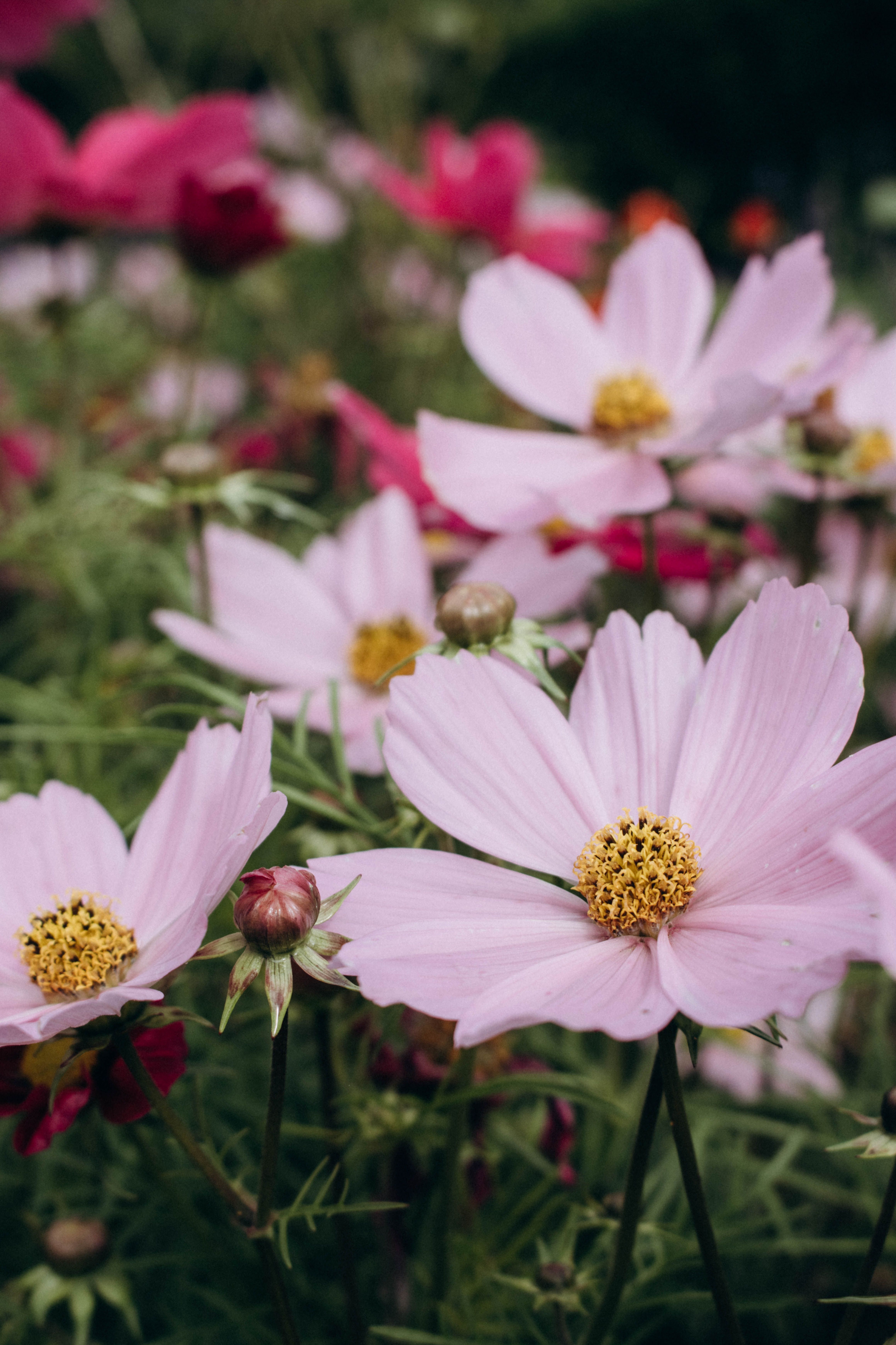 Fleurs roses dans une prairie de jardin