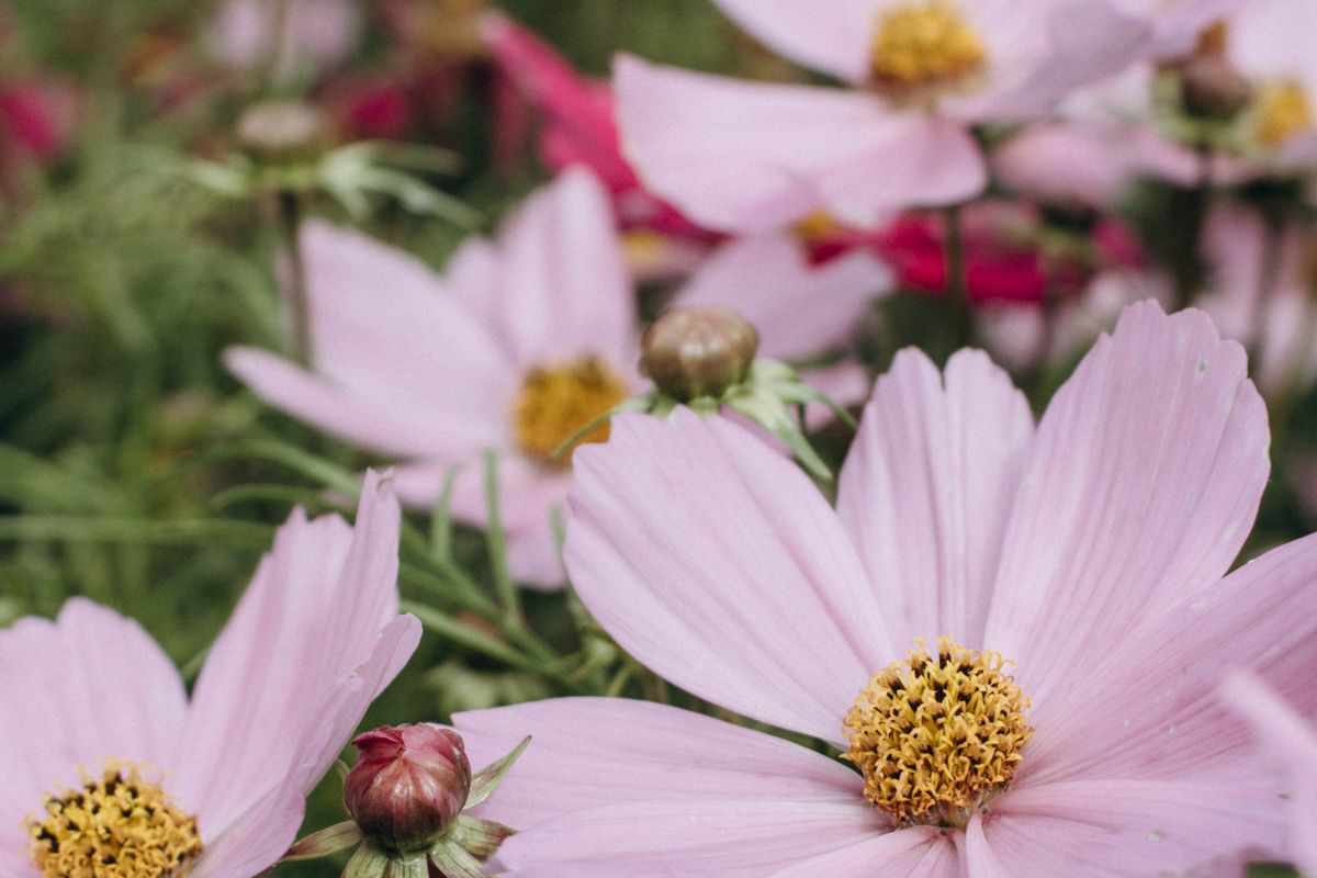 Fleurs roses dans une prairie de jardin