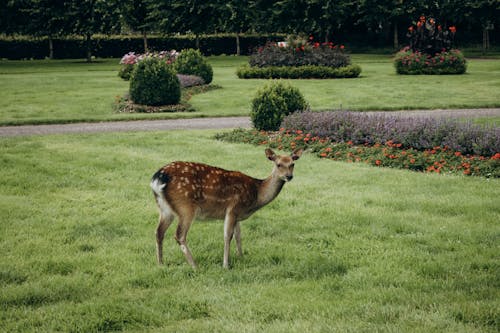 Deer in Park