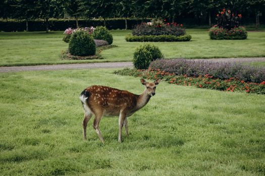 A young deer peacefully grazes in a beautifully landscaped park garden.