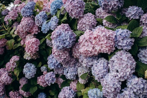 Imagine de stoc gratuită din creștere, flori, hortensie