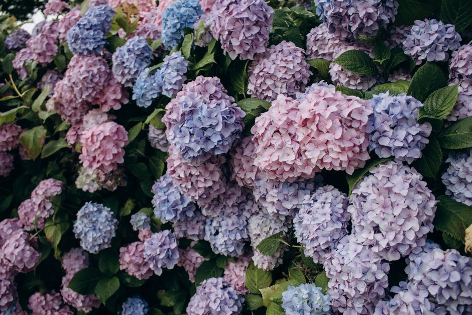 Colorful hydrangea flowers in full bloom showcasing nature's vibrant hues.