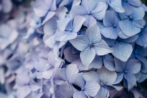 Blue Flowers Petals