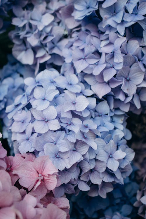 Ilmainen kuvapankkikuva tunnisteilla hortensia, kukat, lähikuva