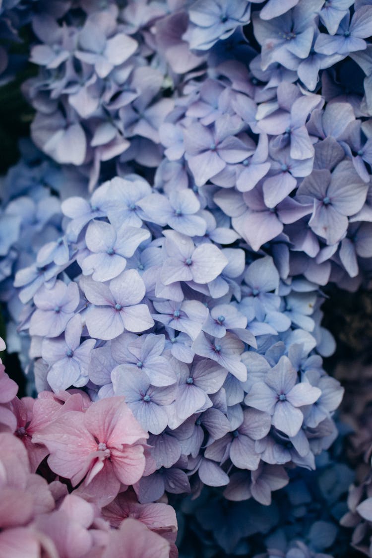 Purple And Red Flower Of Hydrangea