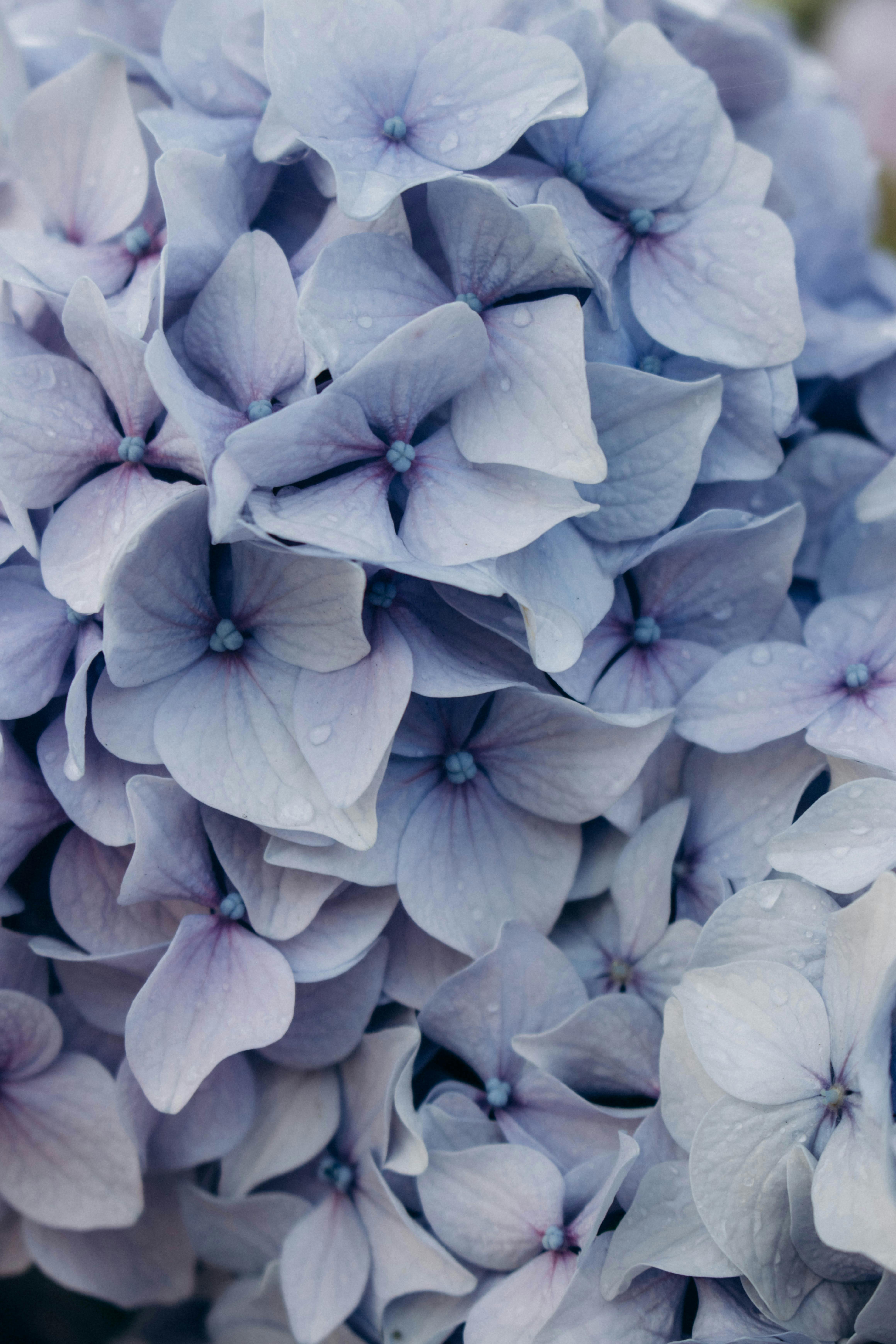 Hydrangea petals Wallpapers Download | MobCup