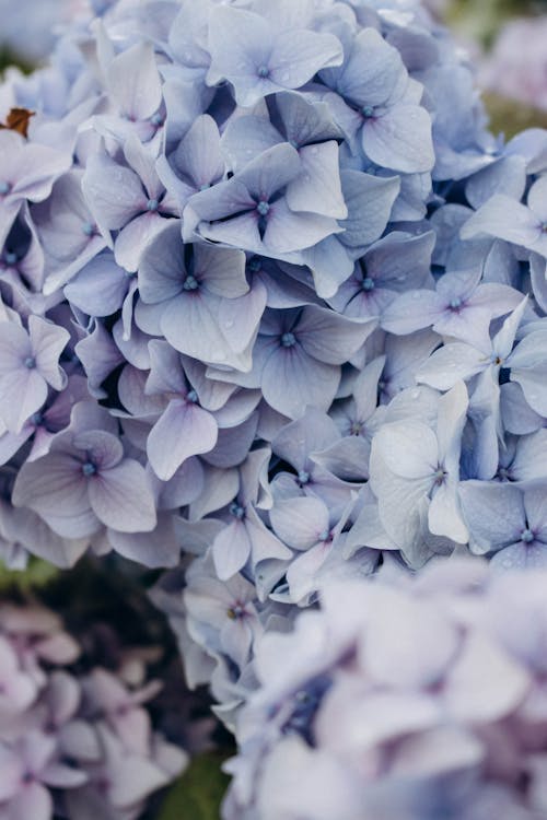 Základová fotografie zdarma na téma čerstvý, detail, hojnost