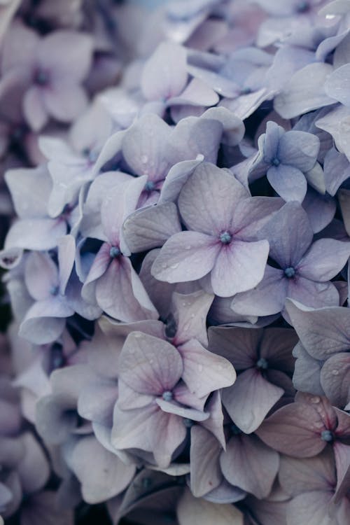 Kostnadsfri bild av anläggning, blå, blommor