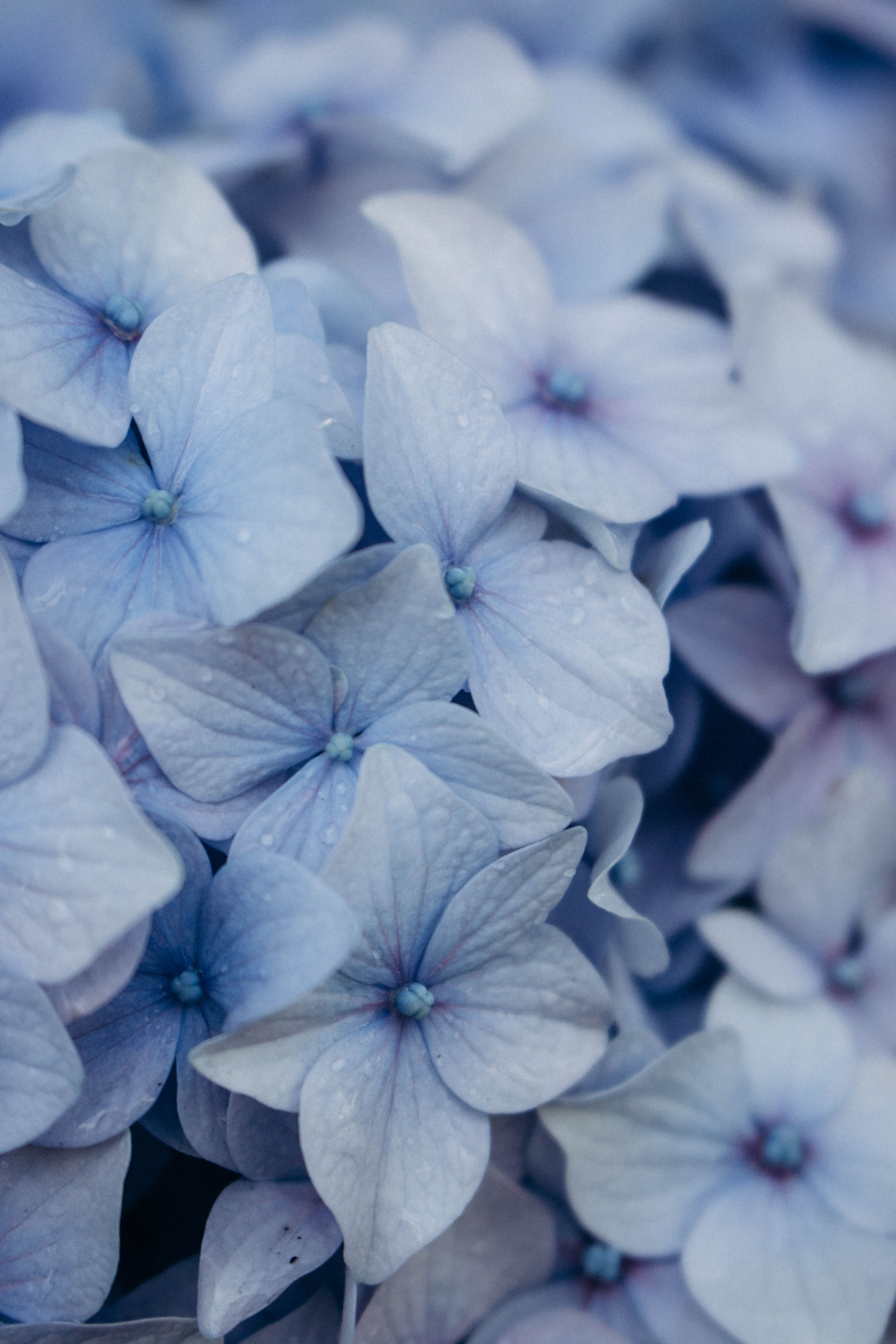 Blooming Hydrangea in Close Up · Free Stock Photo