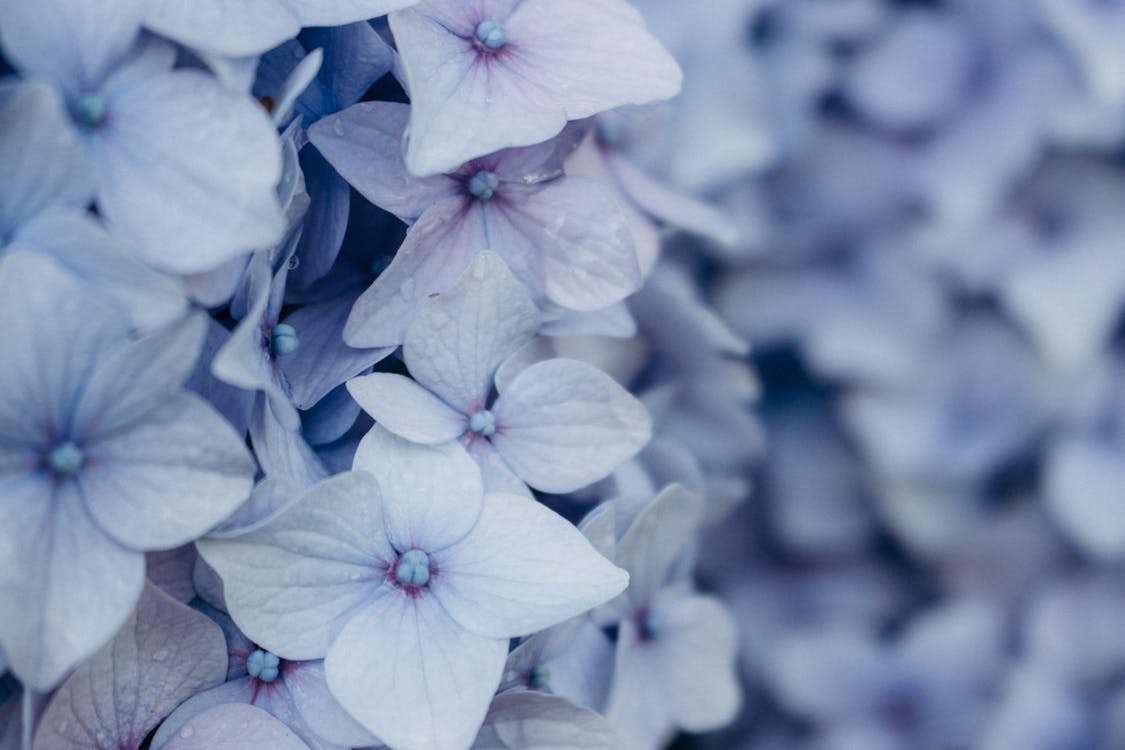 Close up of Blue Flowers Petals