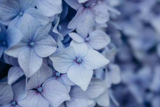 A tranquil close-up of vibrant blue hydrangea flowers in full bloom.