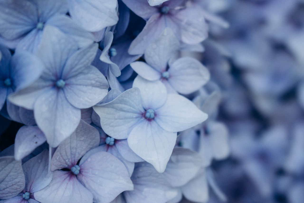 a tranquil close up of vibrant blue hydrangea flowers in full bloom