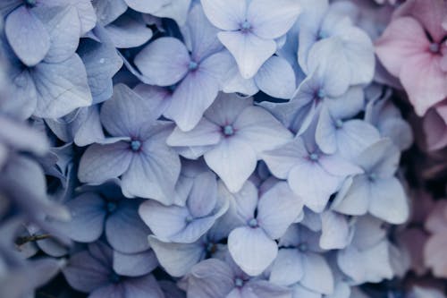 Petals of Blue Flowers