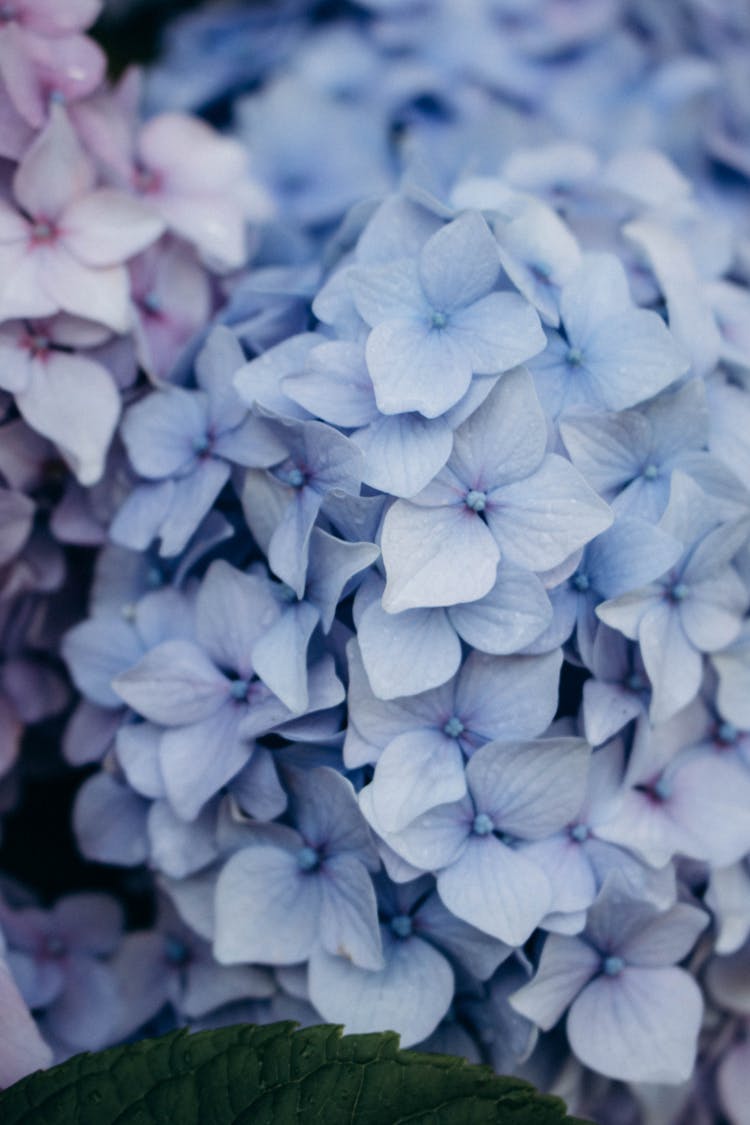 Red And Purple Flower Of Hydrangea