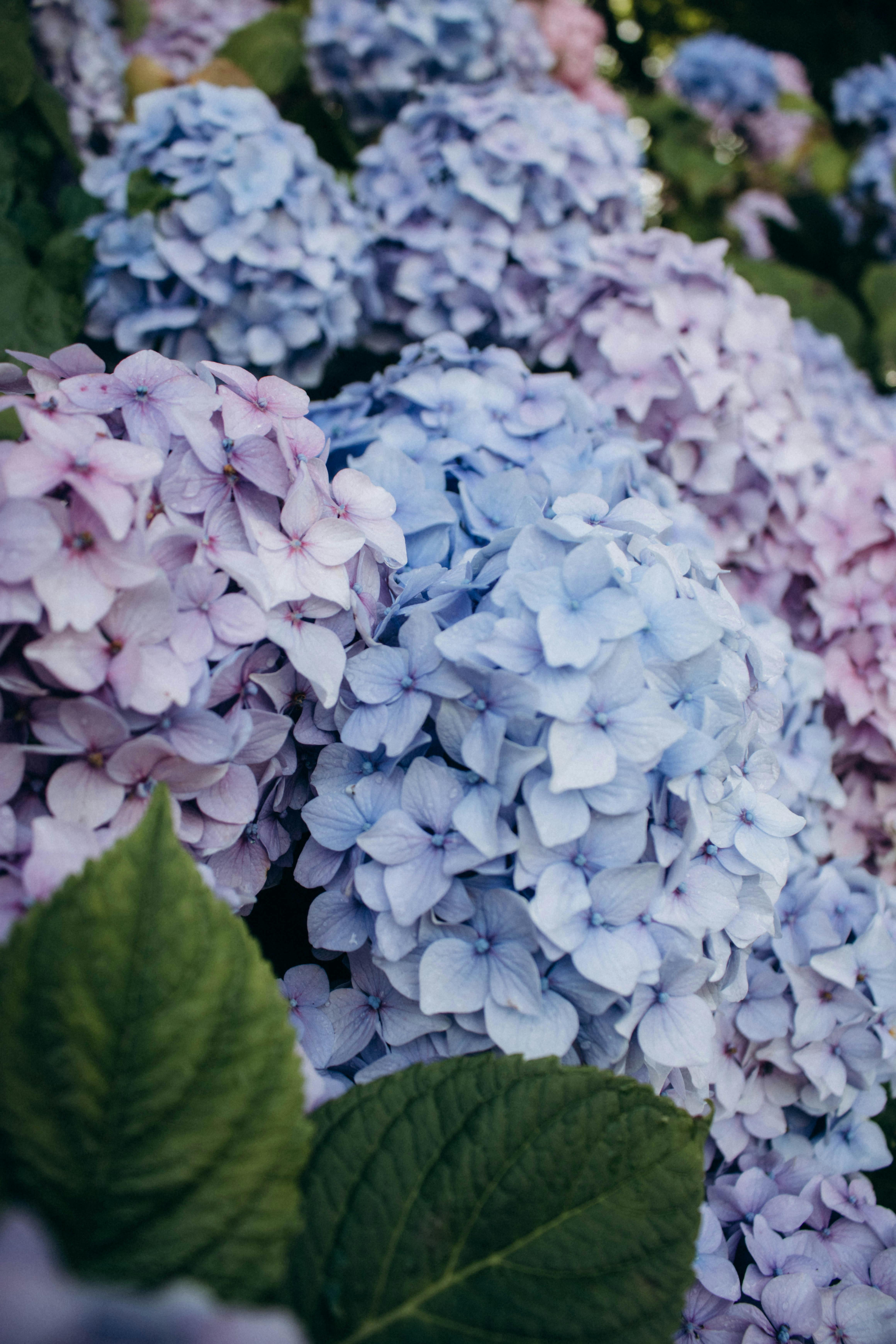 HD wallpaper: blue hydrangea flower, inflorescence, leaves, bush, blur,  plant | Wallpaper Flare