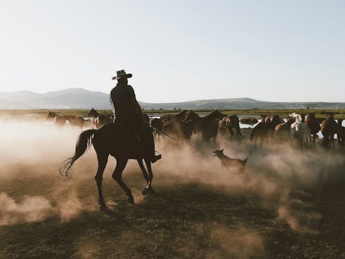 Cowboy Riding a Horse on a Field