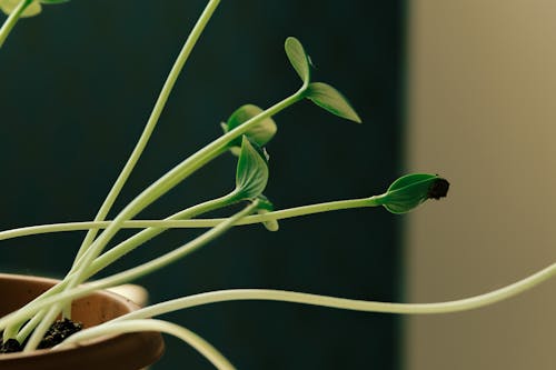 Budding Leaves of Potted Plant