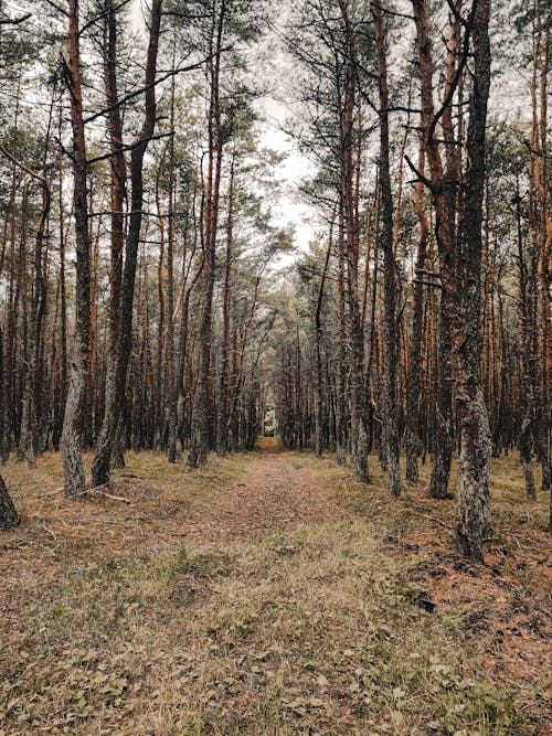 Fotobanka s bezplatnými fotkami na tému jeseň, krajina, park